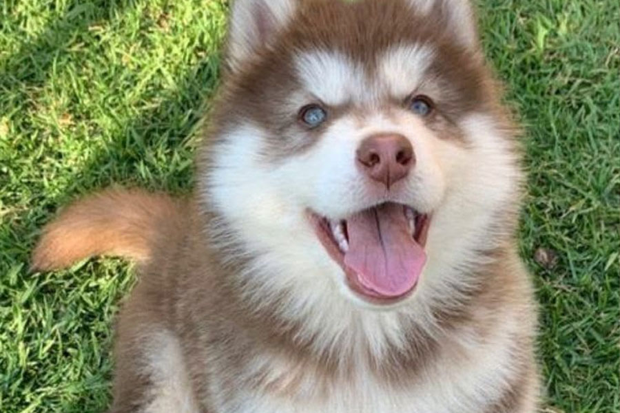 Siberian Husky puppy